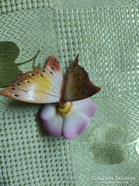 Yellow butterfly from Kőbánya