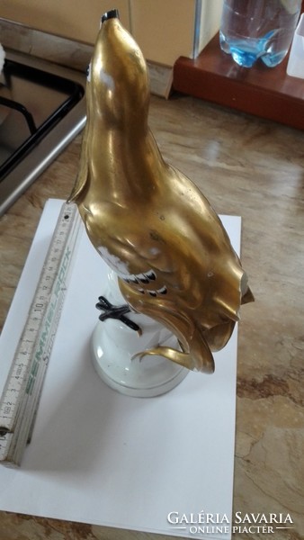 Gilded pheasant is damaged