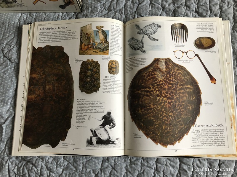 SZEMTANÚ sorozat: “Csigák” nagy alakú képeskönyv