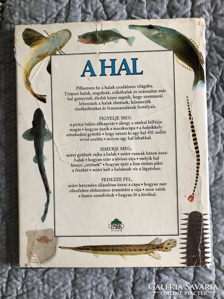 SZEMTANÚ sorozat: “A hal” nagy alakú képeskönyv