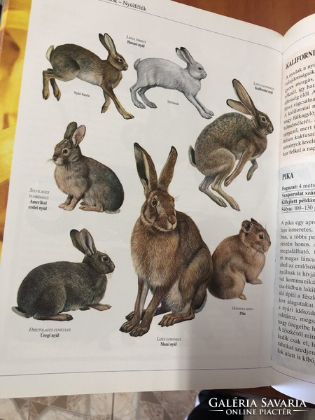 Állatvilág Az állatok nagy képeskönyve könyv