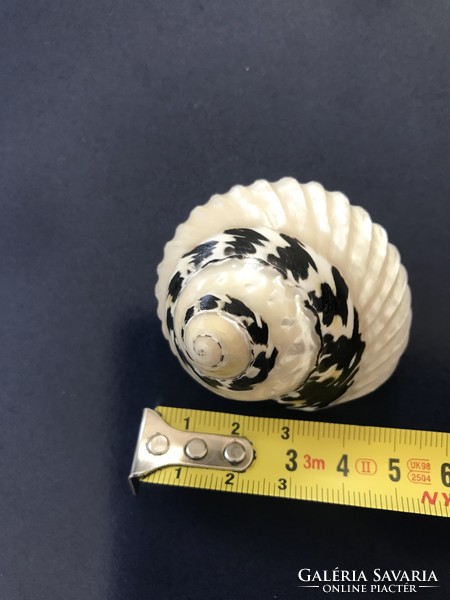 Beautiful polished snail shells