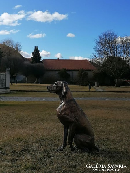 Life-size Hungarian Vizsla bronze statue