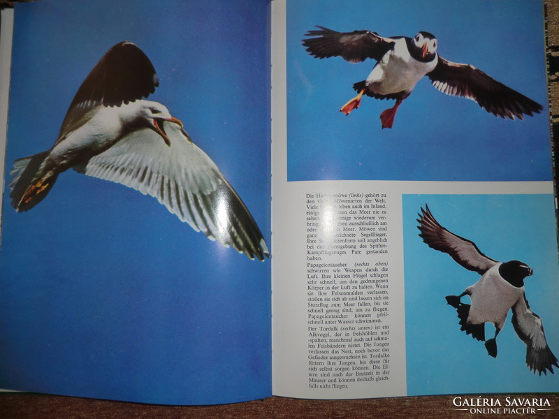 Könyv a madarakról németül BURTON-COLEMAN VÖGEL 1976 21X29 CM 108 színes képpel