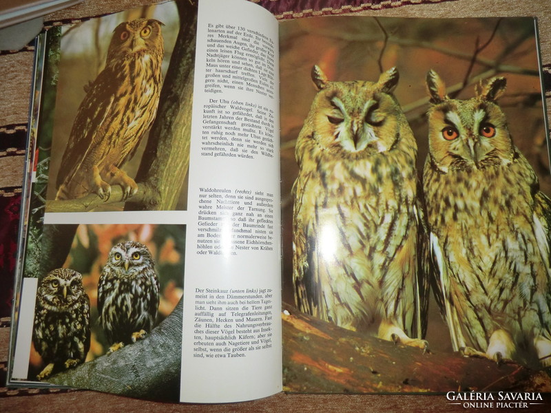 Könyv a madarakról németül BURTON-COLEMAN VÖGEL 1976 21X29 CM 108 színes képpel