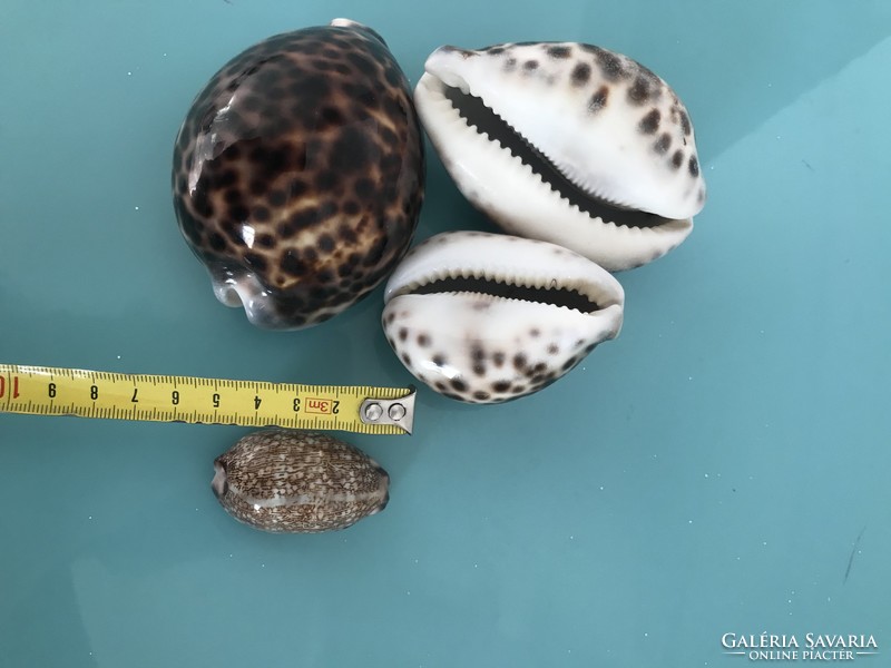 Porcelain snail shells