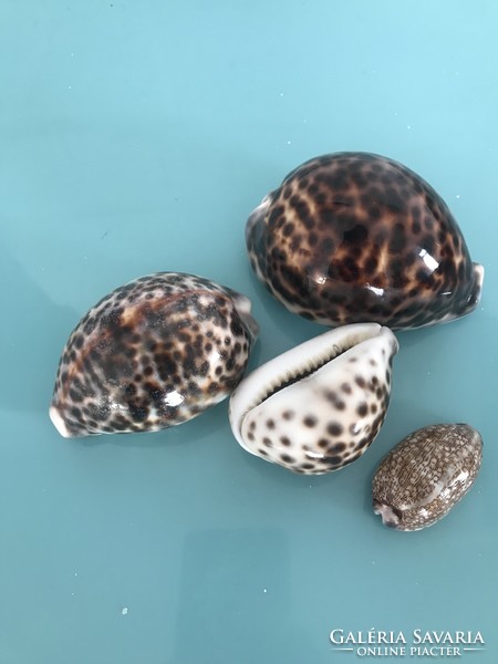 Porcelain snail shells