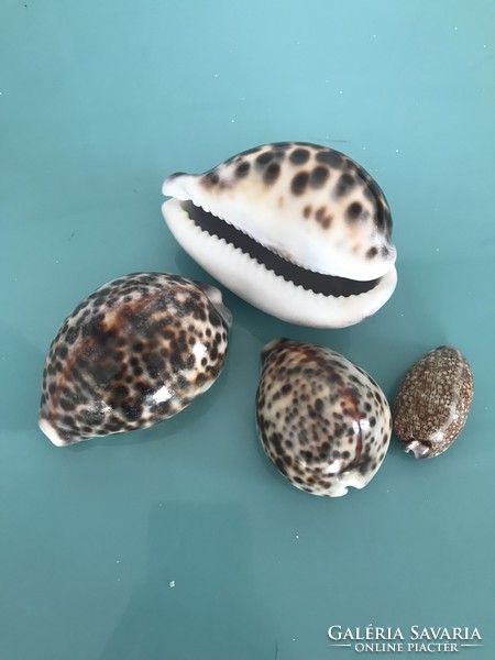 Porcelán csiga kagylók