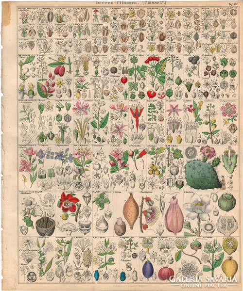 Növény rendszertan (21), litográfia 1843, virág, bogyós, gyümölcs, kaktusz, ginzeng, ribiszke füzike
