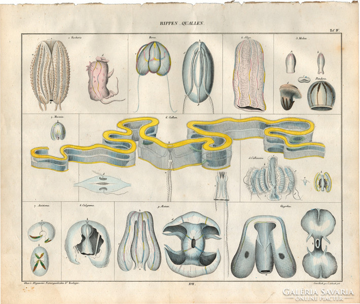 Állatok (4), litográfia 1843, állat, óceán, bordásmedúza, vénuszöv, medea, callyma, axiotoma, medúza