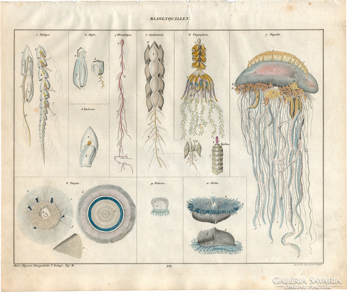 Állatok (3), litográfia 1843, állat, óceán, medúza, portugál gálya, tengeri tutaj porpita physophora