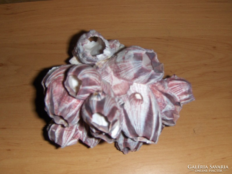 Megabalanus tintinnabulum korall (p)