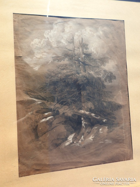 Kopár fa : jelzett régi szénrajz