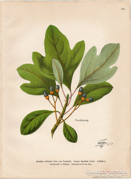 Szasszafrász (2), litográfia 1903, eredeti, növény, nyomat, Sassafras Officinale, gyógynövény, virág