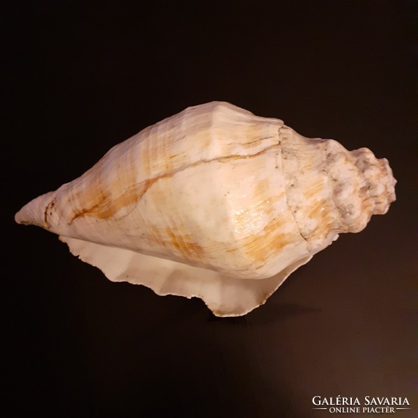 Apartment decoration! Beautiful large shells in Indian Ocean