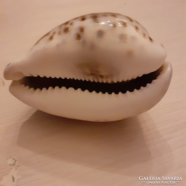 Apartment decoration! Shells in the Indian Ocean
