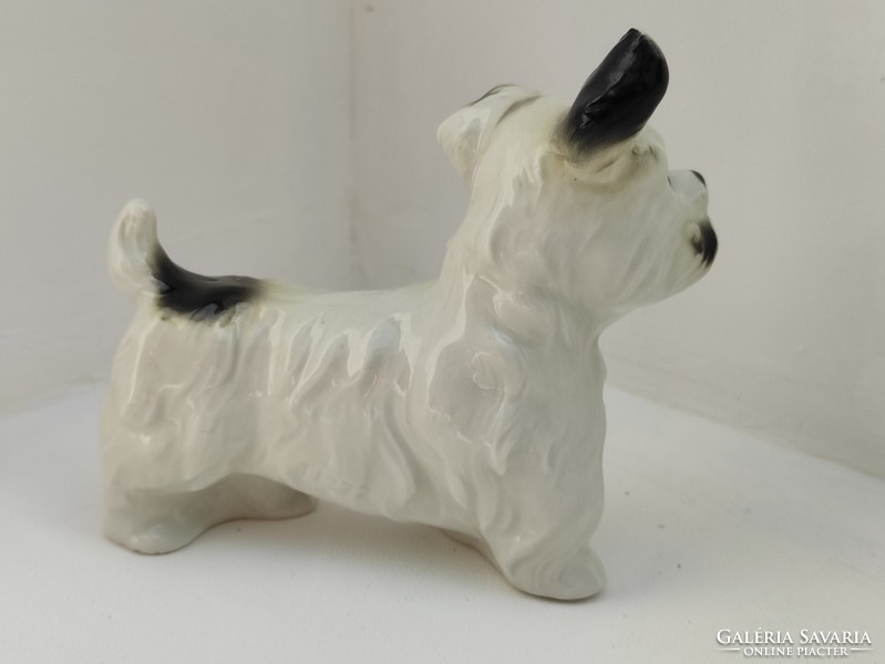 Rendkívül bájos fülét hegyező jelzés nélküli hibátlan porcelán foxi kutya