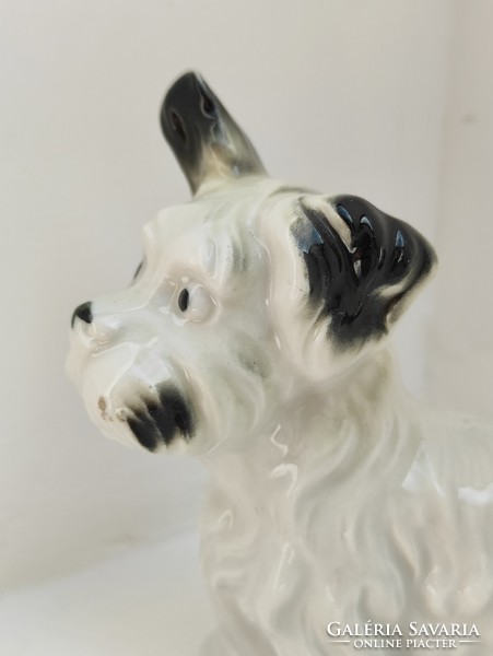 Rendkívül bájos fülét hegyező jelzés nélküli hibátlan porcelán foxi kutya