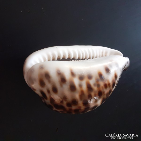 Lakás Dekoráció!  Indiái óceánba való kagyló