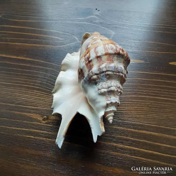 Apartment decoration! Shells in the Indian Ocean!