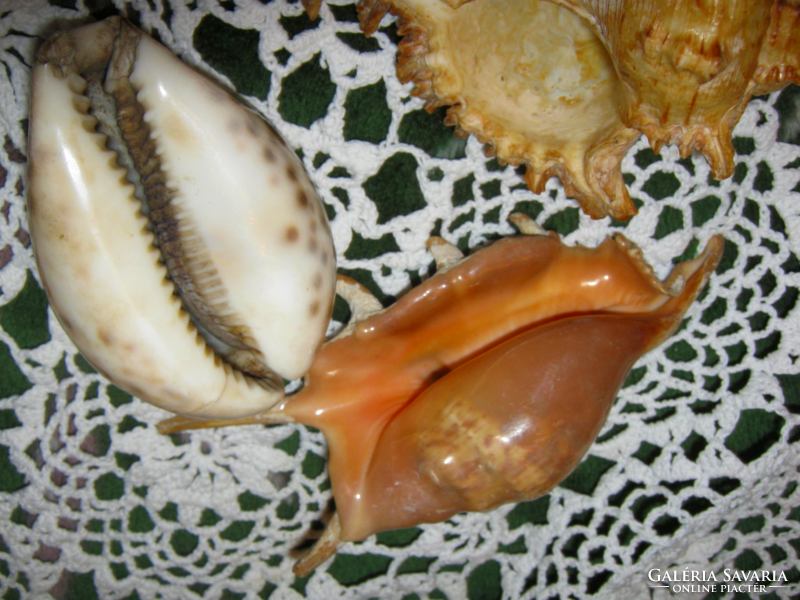 3 db  tengeri  csiga