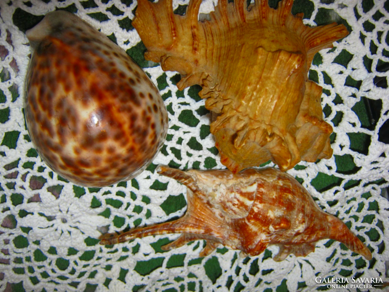 3 sea snails