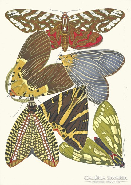 Emile séguy - butterflies 14. - Canvas reprint on blindfold