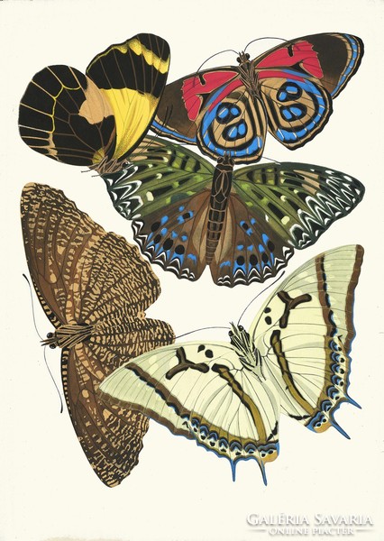 Emile séguy - butterflies 12. - Canvas reprint on blindfold
