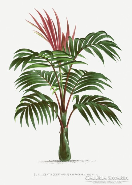 Pannemaeker - palm vi. - Canvas reprint blind
