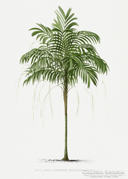 Pannemaeker - palm ii. - Canvas reprint on blinds