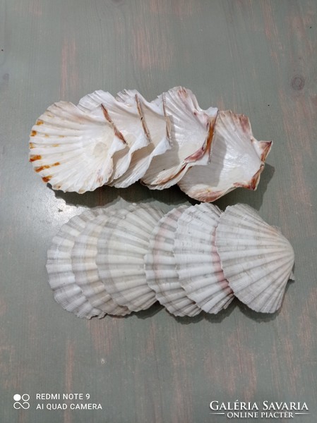 Original shell bowls 12 pcs.