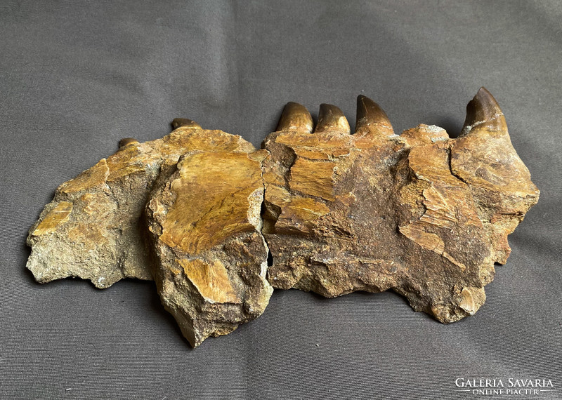 Dinosaur jaw fossil, curiosity!