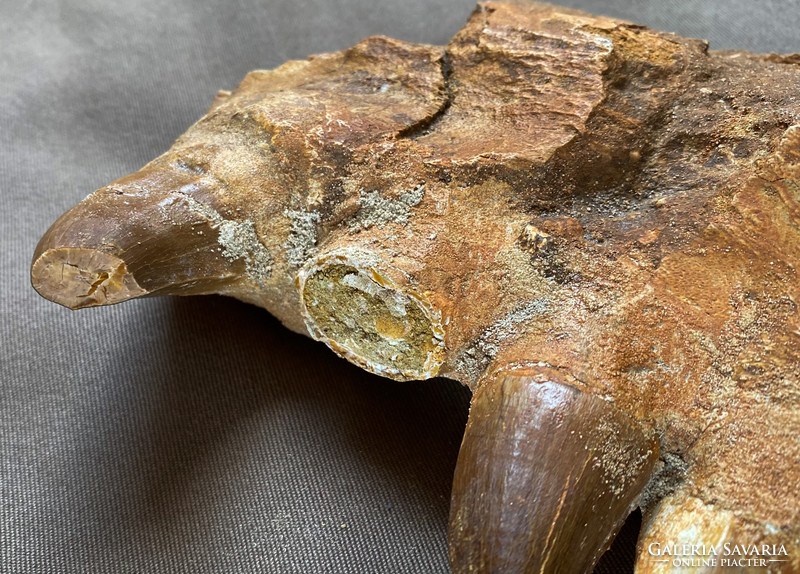 Dinosaur jaw fossil, curiosity!