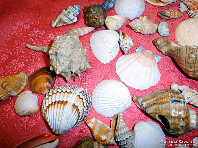 Wonderful seashells!