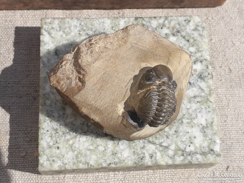 Trilobita - Ancient Crab Fossil / 450 Million Years.