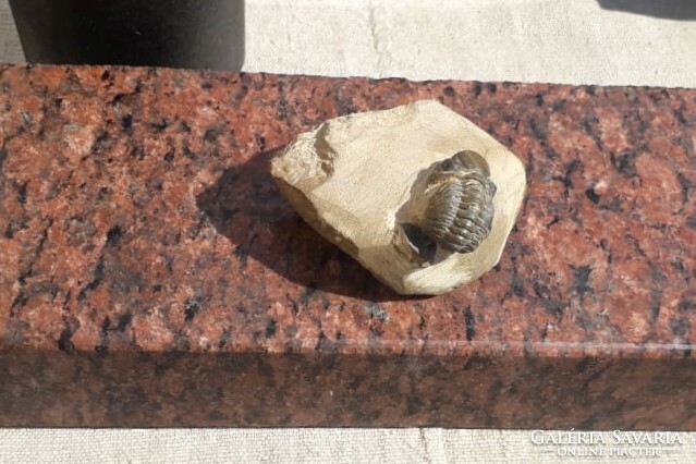 Trilobita - ős rák fosszília./ 450 millió év.
