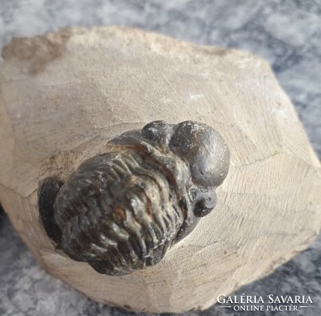 Trilobita - Ancient Crab Fossil / 450 Million Years.