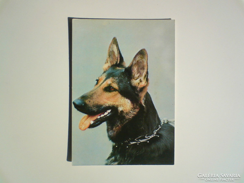 German shepherd dog old postcard