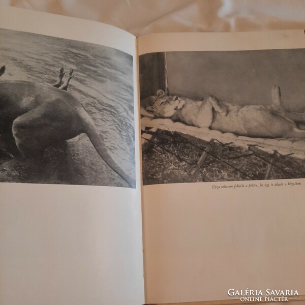 Joy Adamson: Oroszlánhűség Gondolat Kiadó 1962