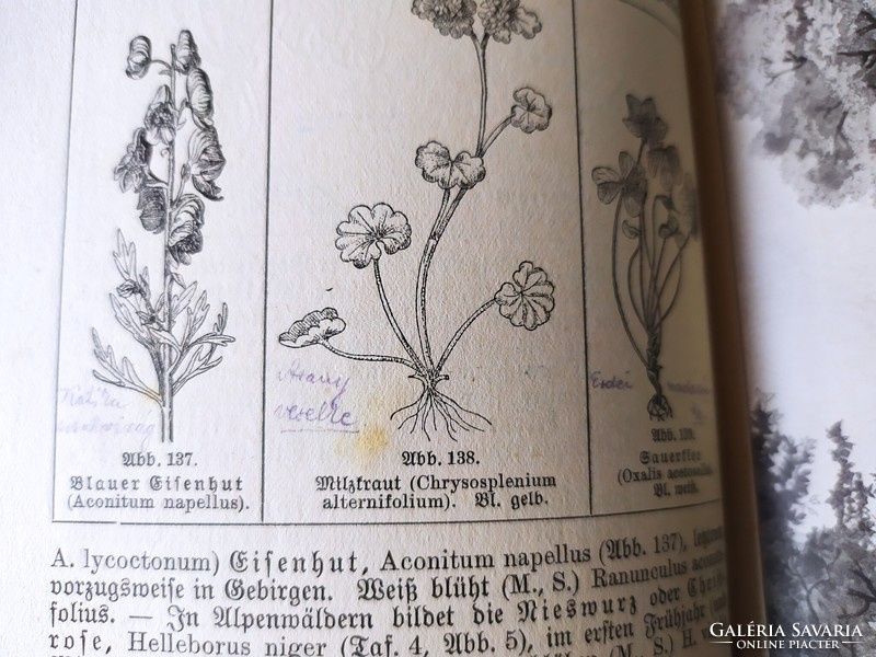 Dr Paul Graebner - Taschenbuch zum Pflanzenbestimmen c. német nyelvű könyv eladó!