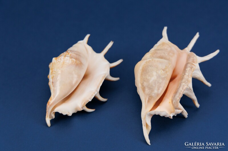 Sea snail 2 pieces
