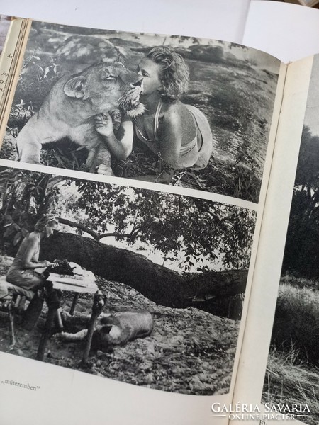 Joy Adamson: Lion Loyalty, Elsa and Her Puppies, 1966.