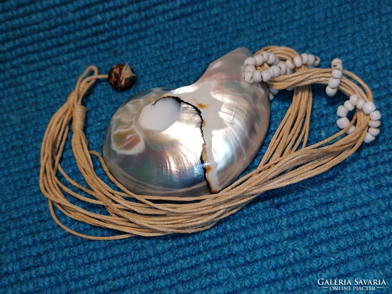 Jewelry Sea Snail (313)