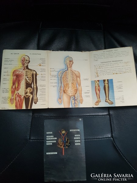 Az emberi test-orvosi reklám kiadvány-Érdekesség.