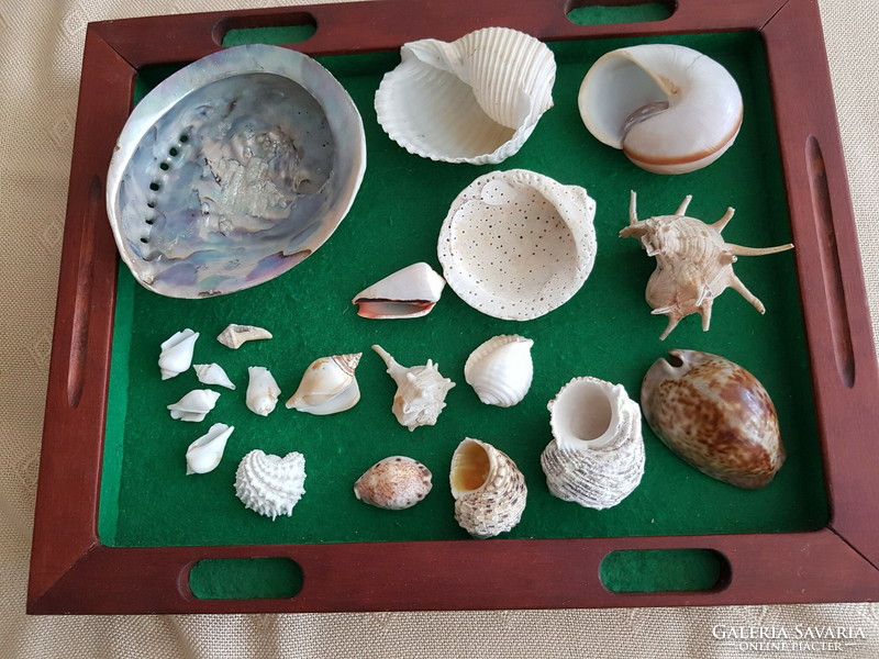 Sea shells, snail shell collection, 20 pcs, for sale