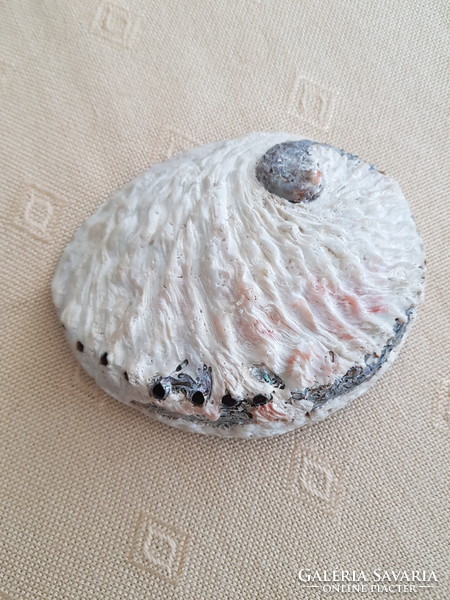 Sea shells, snail shell collection, 20 pcs, for sale