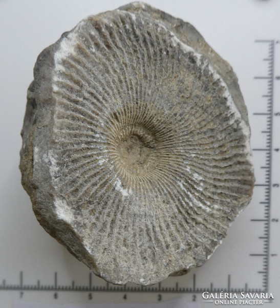 Koral fosszília: megkövesedett Rugosa rendű virágállat fluoreszkáló Kalcit ásvány réteggel 152 gramm