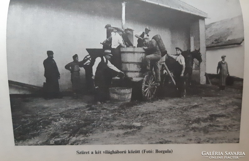 Gábor Töttös: the grapes and wine of Szekszárd