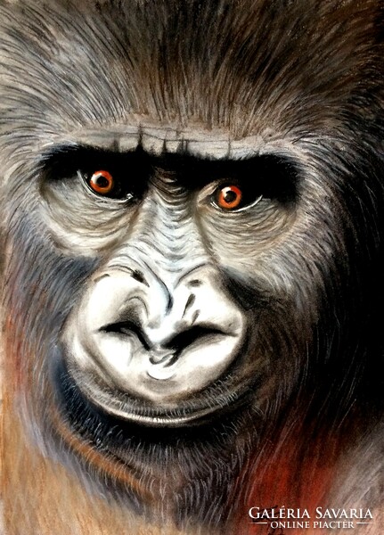 Állati jó arcok! Gorilla portré, pasztellkréta és színesceruza rajz papíron, szignózott grafika
