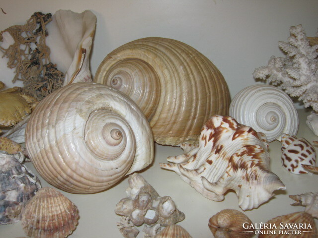 Huge sea shells, snail collection